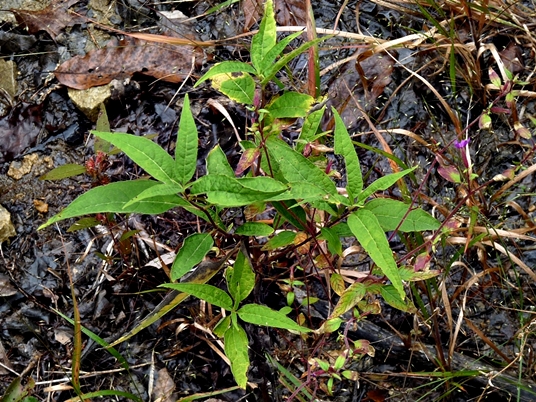 {Cuphea viscosissima}